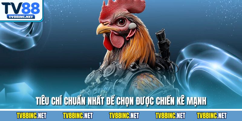 Tiêu chí chuẩn nhất để chọn được chiến kê mạnh